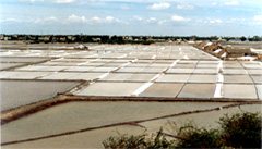 Salt Fields