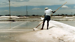 Salt Fields